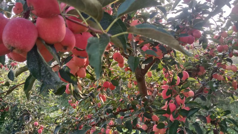 《小苹果》鸡心果海棠果山东烟台基地直发对接全国一条龙服