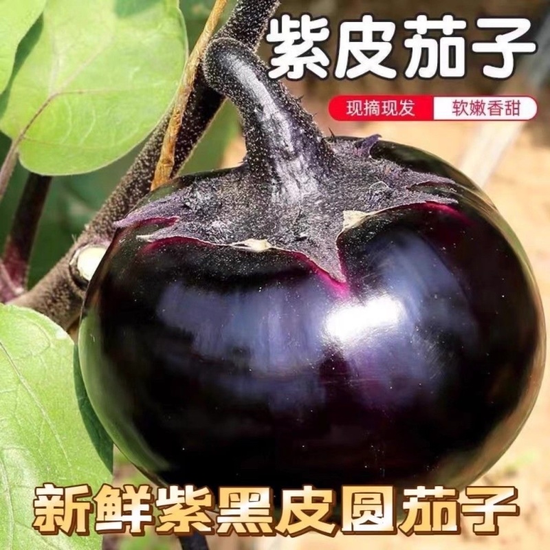 紫皮茄子/紫圆茄子/河北茄子/当天采摘/大量现货