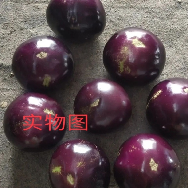 紫皮茄子/紫圆茄子/河北茄子/当天采摘/大量现货