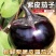 紫皮茄子/紫圆茄子/河北茄子/当天采摘/大量现货