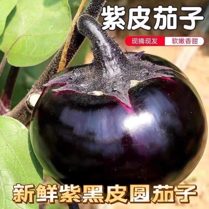 紫皮茄子/紫圆茄子/河北茄子/当天采摘/大量现货