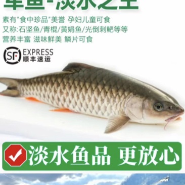 淡水鱼军鱼，光鱼，倒把刺，军包鱼，山泉水养殖