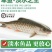 淡水鱼军鱼，光鱼，倒把刺，军包鱼，山泉水养殖