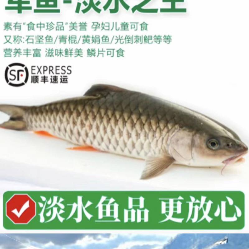 淡水鱼军鱼，光鱼，倒把刺，军包鱼，山泉水养殖
