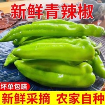 黄皮辣椒/河北辣椒/菜椒/当天采摘/当天有货