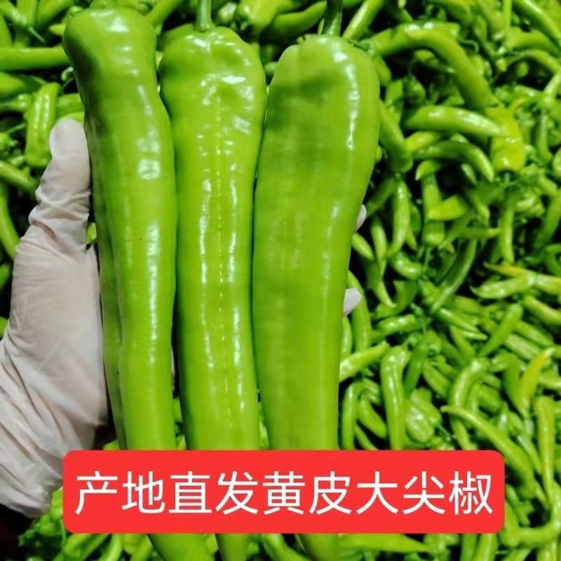 黄皮辣椒/河北辣椒/菜椒/当天采摘/当天有货