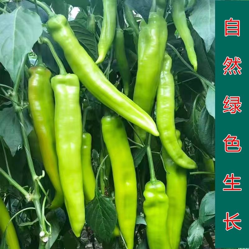 黄皮辣椒/河北辣椒/菜椒/当天采摘/当天有货