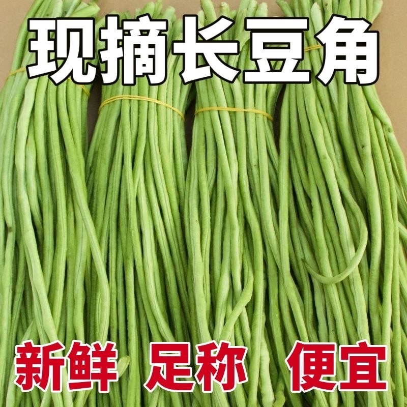 河北长豆角/豇豆/河北豆角/批发价/大量有货