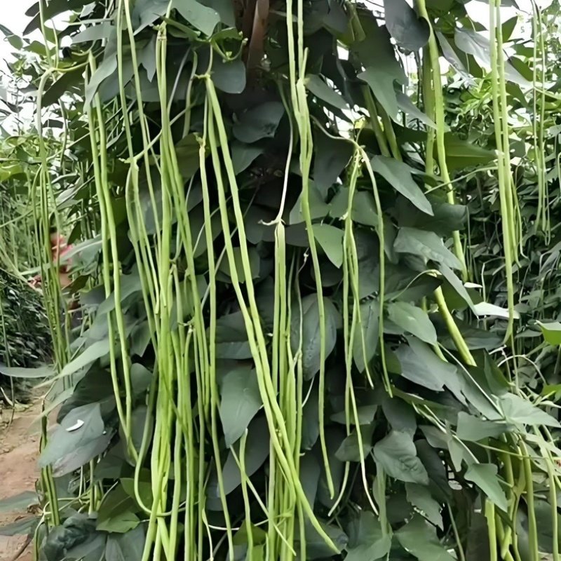 河北长豆角/豇豆/河北豆角/批发价/大量有货