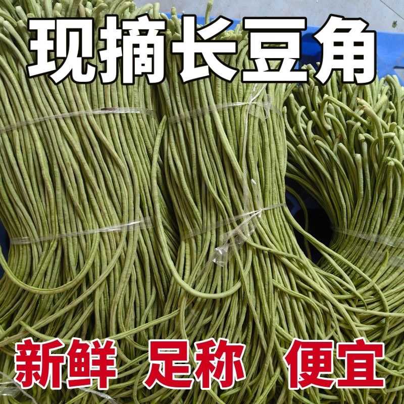 河北长豆角/豇豆/河北豆角/批发价/大量有货