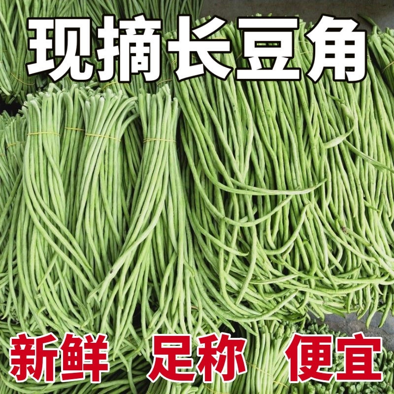 河北长豆角/豇豆/河北豆角/批发价/大量有货