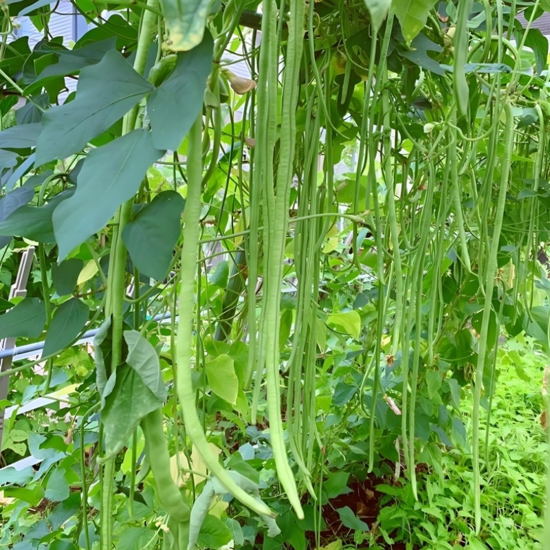 河北长豆角/豇豆/河北豆角/批发价/大量有货