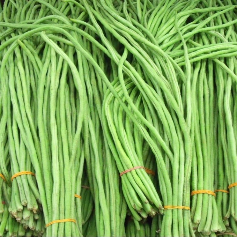 河北长豆角/豇豆/河北豆角/批发价/大量有货
