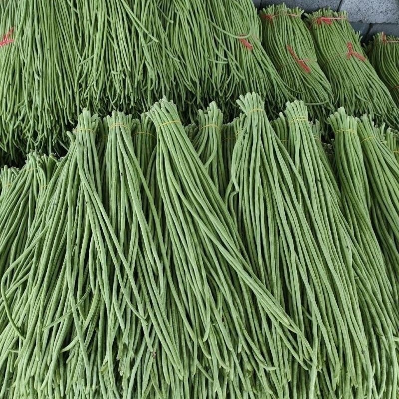 河北长豆角/豇豆/河北豆角/批发价/大量有货