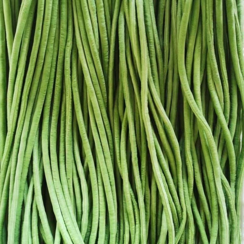 河北长豆角/豇豆/河北豆角/批发价/大量有货