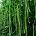河北长豆角/豇豆/河北豆角/批发价/大量有货