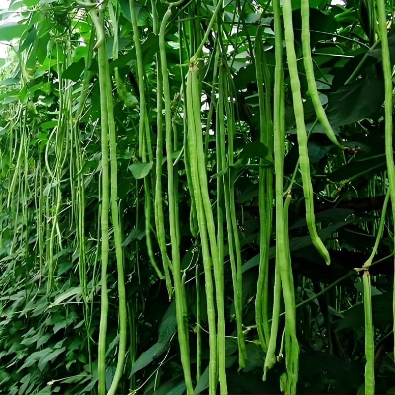 河北长豆角/豇豆/河北豆角/批发价/大量有货