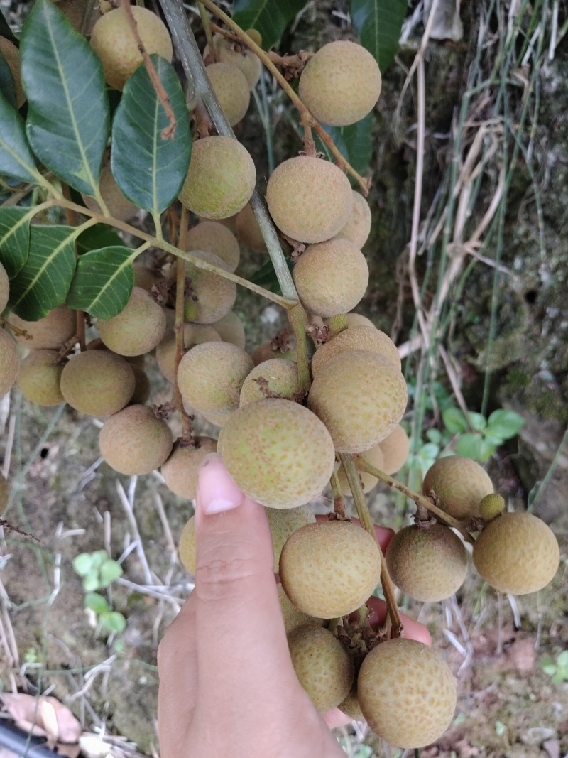 书楼储良桂圆