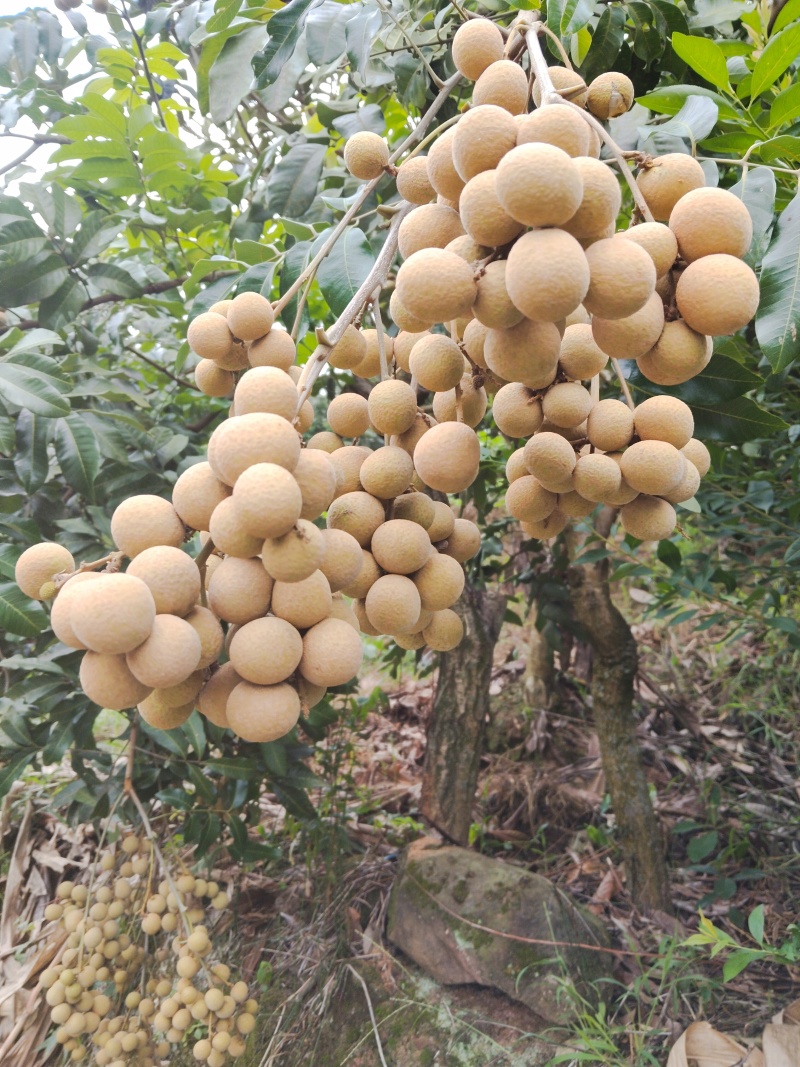 书楼储良桂圆