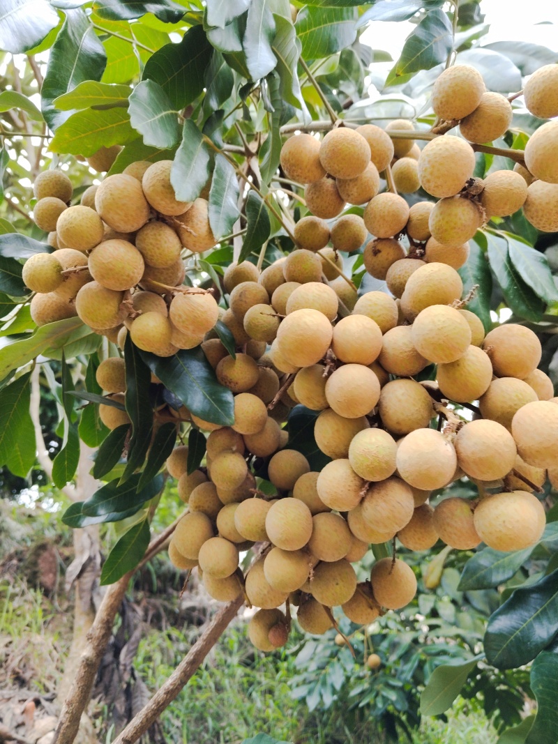 书楼储良桂圆