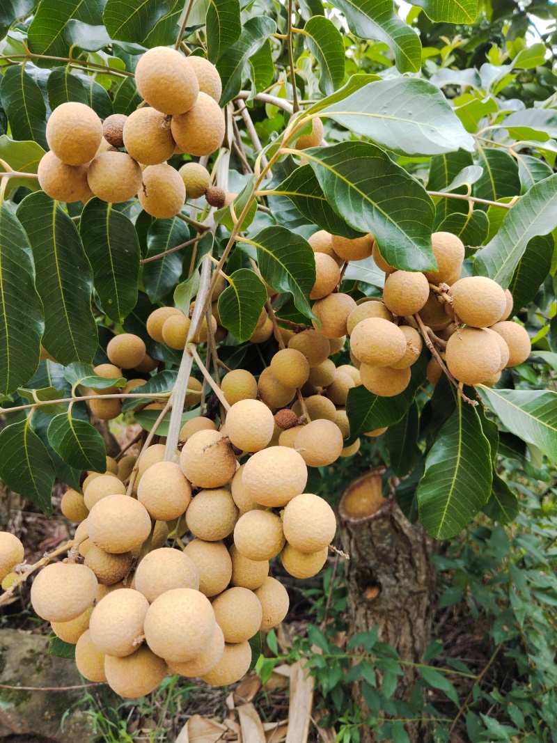 书楼储良桂圆