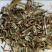 广西玉林鬼针草，野生精品大量有货量大价优欢迎致电