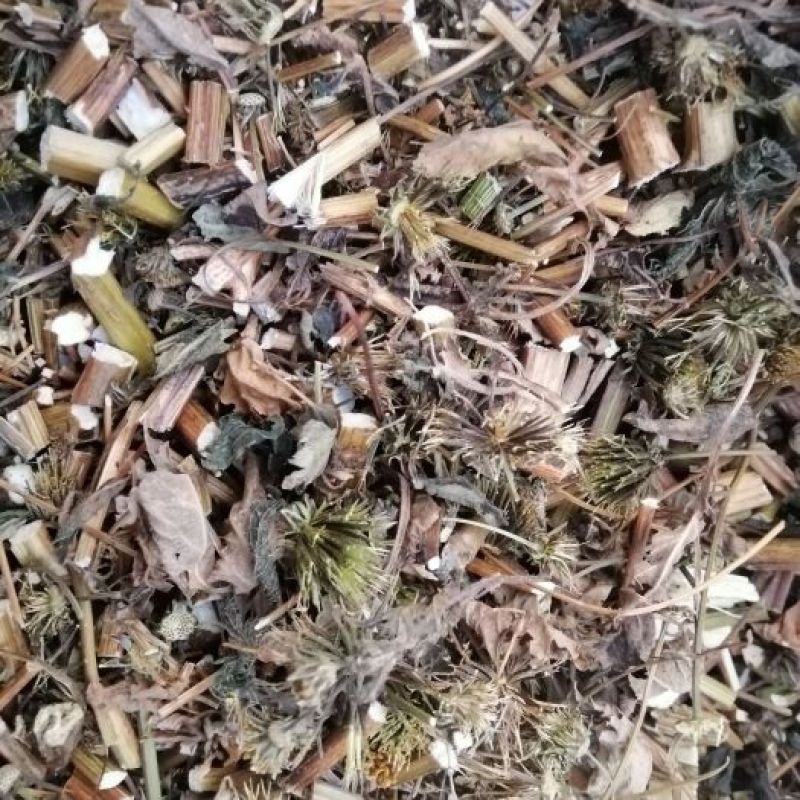 广西玉林鬼针草，野生精品大量有货量大价优欢迎致电