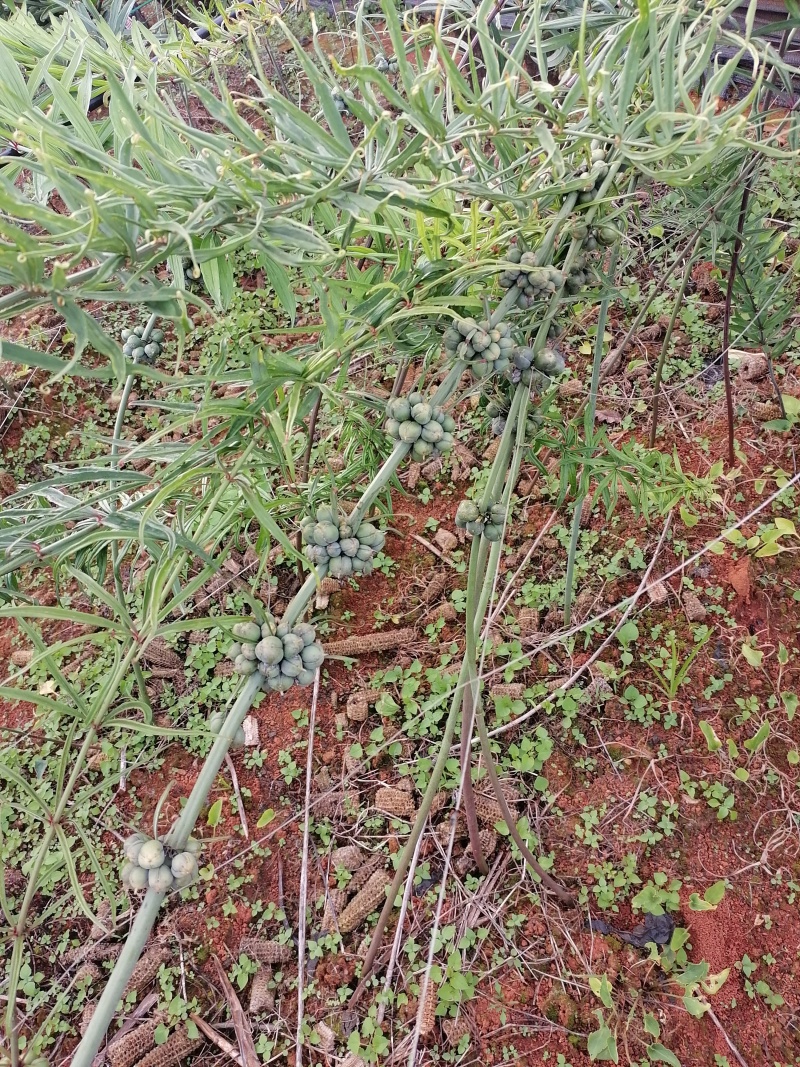 正宗多年生云南滇黄精一手货，药品好，个头大，价格低欢迎各