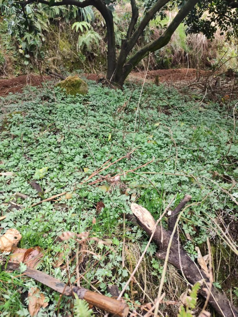 橙乡富硒艾草苗可食用艾粄，青团。新鲜艾草种苗欢迎订购