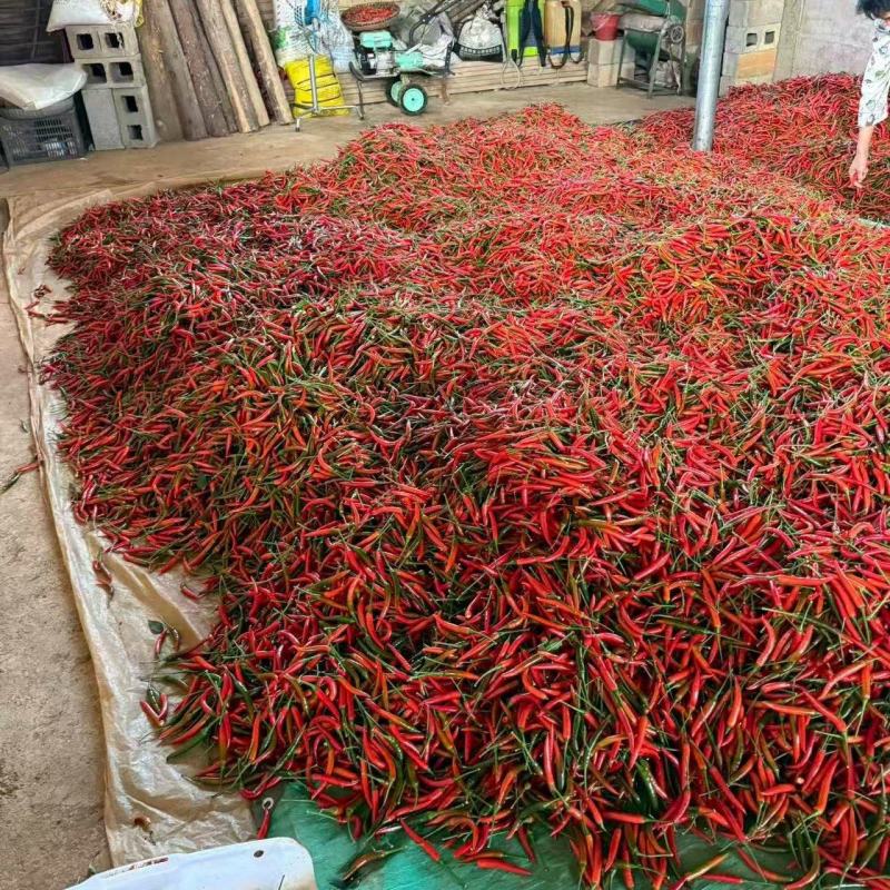 大量朝天椒