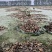 洪湖粉藕洪湖莲藕大量上市产地直发量大从优欢迎来电