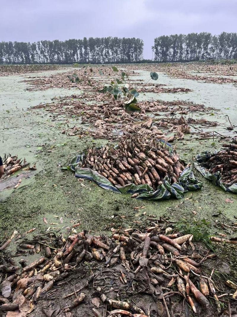 洪湖粉藕洪湖莲藕大量上市产地直发量大从优欢迎来电