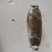 洪湖粉藕洪湖莲藕大量上市产地直发量大从优欢迎来电