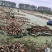 洪湖粉藕洪湖莲藕大量上市产地直发量大从优欢迎来电