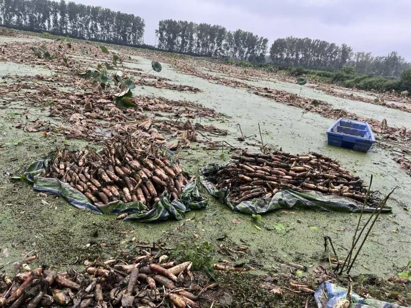 洪湖粉藕洪湖莲藕大量上市产地直发量大从优欢迎来电