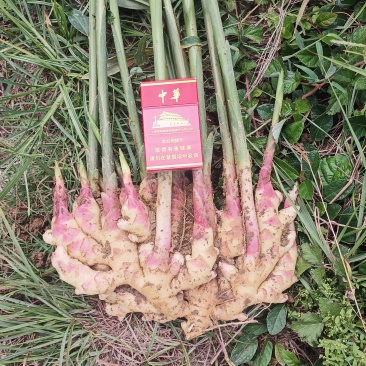 精品贵州大二黄嫩姜，红芽仔姜