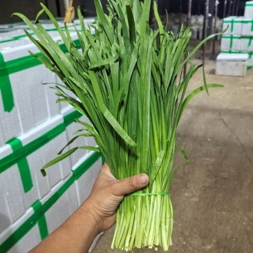 云南直叶韭菜基地冷库精选泡沫箱