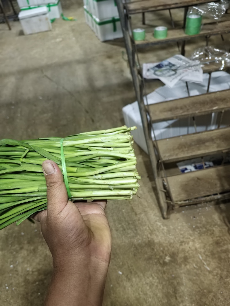 云南直叶韭菜基地冷库精选泡沫箱
