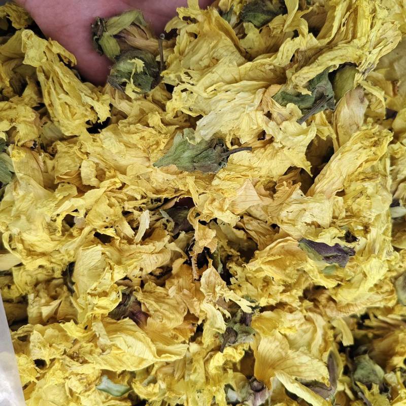 黄蜀葵花批发零售黄蜀葵花量大优惠
