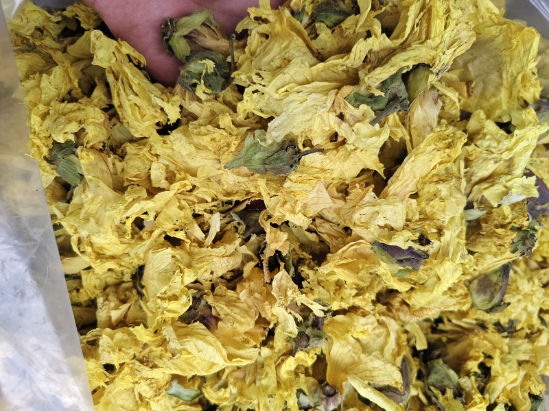 黄蜀葵花批发零售黄蜀葵花量大优惠