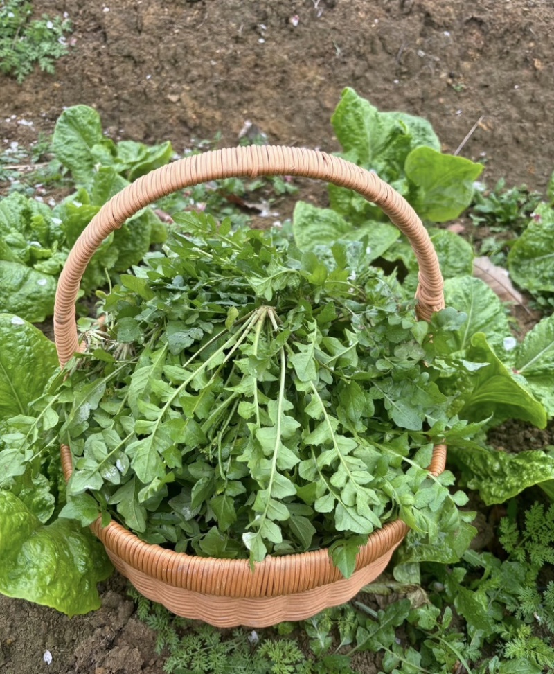 鲜荠菜量大南阳产区直发，货源充足，现挖可咨询视频