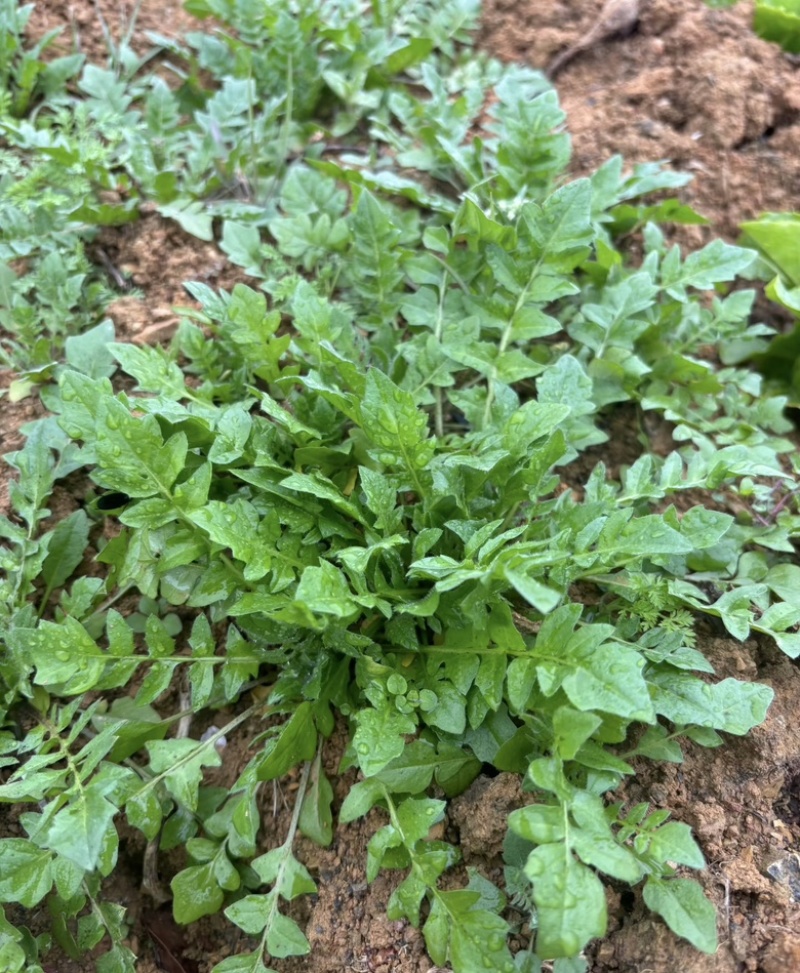 鲜荠菜量大南阳产区直发，货源充足，现挖可咨询视频