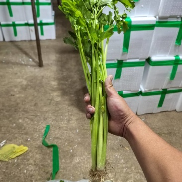 云南精品小香芹