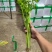 云南精品小香芹