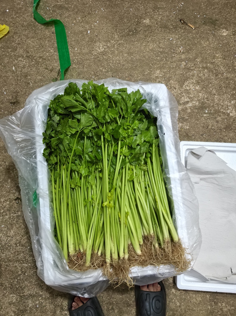 云南精品小香芹