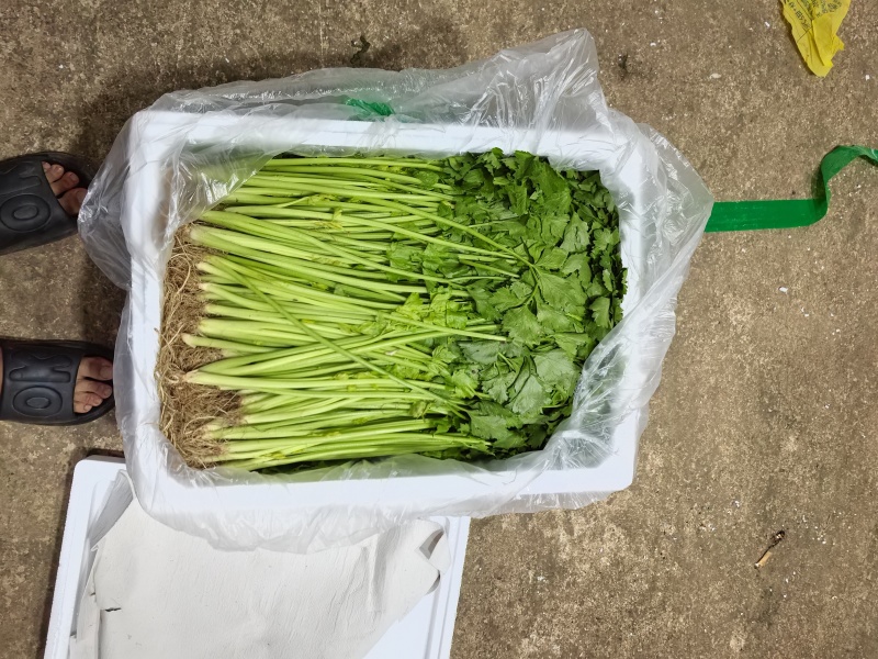 云南精品小香芹