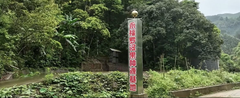 东方神果——永福罗汉果（大果）生果