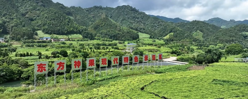 东方神果——永福罗汉果（大果）生果