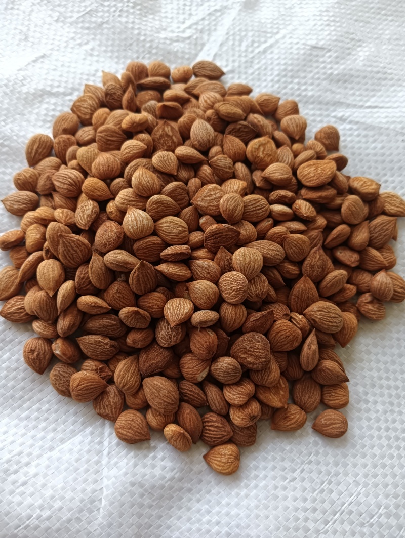 苦杏仁药用不食用产地加工厂发货