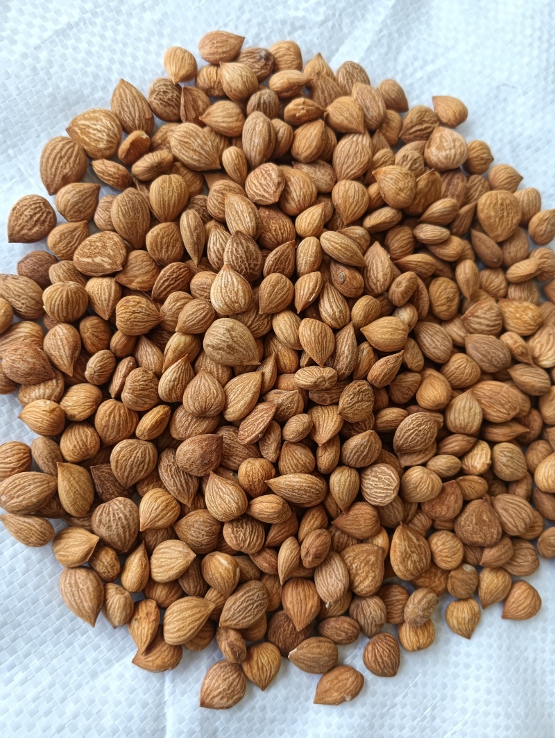 苦杏仁药用不食用产地加工厂发货
